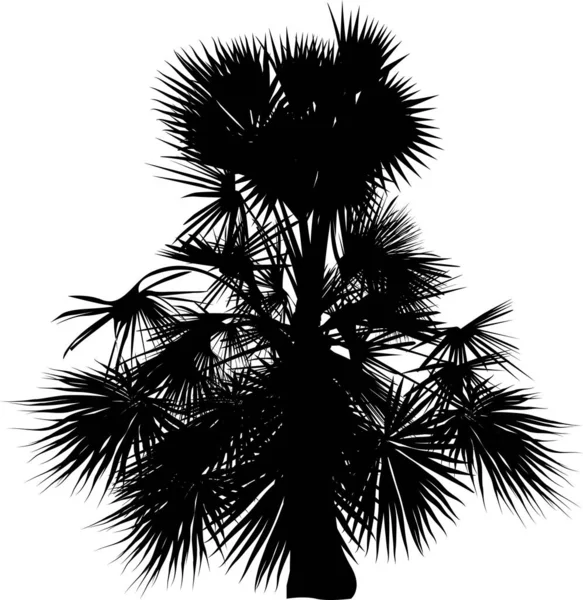 在白色背景上孤立的单棵棕榈树 — 图库矢量图片