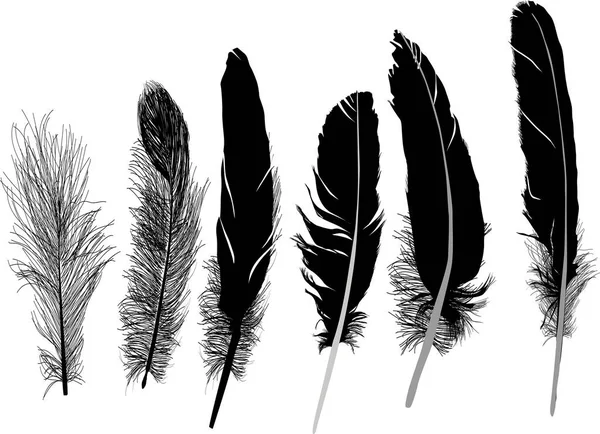 Illustration Avec Six Plumes Isolées Sur Fond Blanc — Image vectorielle