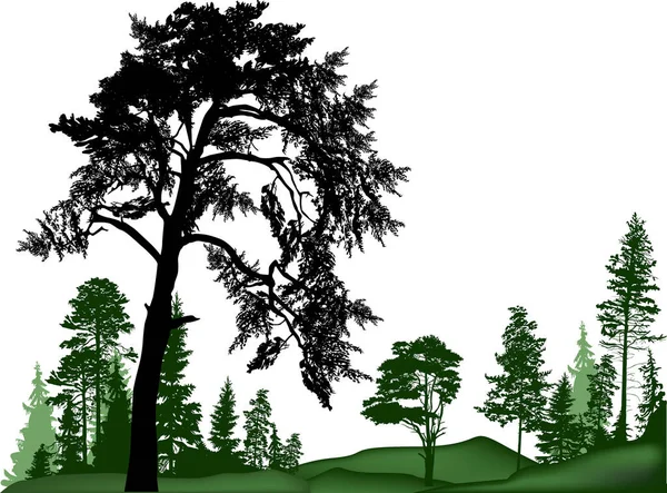 Beyaz Arka Planda Izole Edilmiş Çam Ağaçları Ormanları — Stok Vektör
