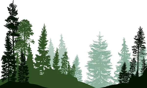 Beyaz Arka Planda Izole Edilmiş Köknar Ağaçları Ormanı — Stok Vektör