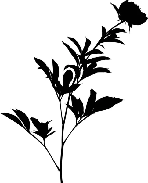 Illustrazione Con Silhouette Peonia Isolata Sfondo Bianco — Vettoriale Stock