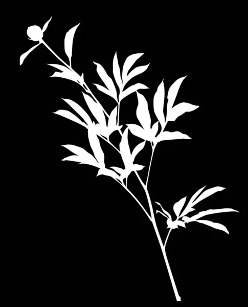 Illustration Avec Silhouette Pivoine Isolée Sur Fond Noir — Image vectorielle