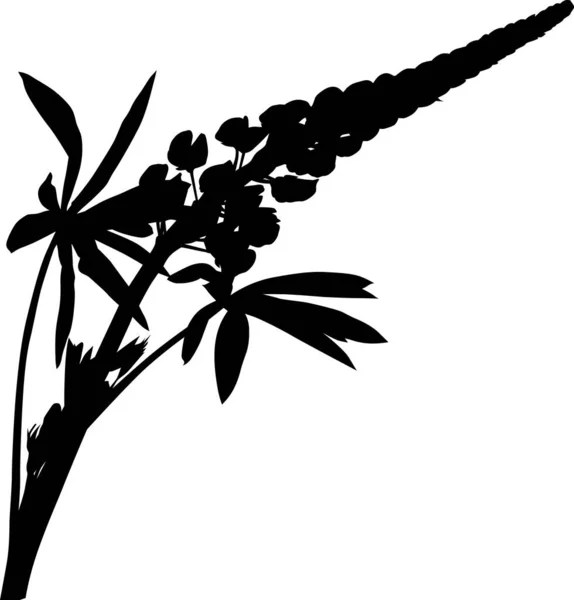 Ilustracja Łubinu Kwiat Sylwetka Izolowane Białym Tle — Wektor stockowy