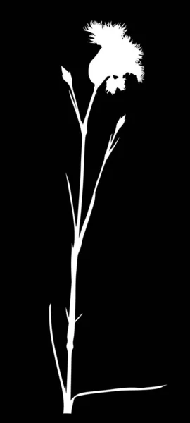 Ilustracja Sylwetką Kwiatu Izolowane Czarnym Tle — Wektor stockowy