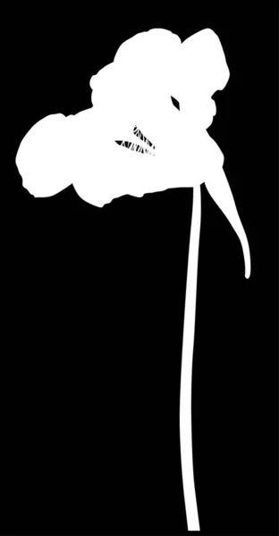 Illustration Avec Silhouette Nasturtium Isolée Sur Fond Noir — Image vectorielle