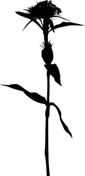 Illustration Mit Blume Silhouette Isoliert Auf Weißem Hintergrund — Stockvektor