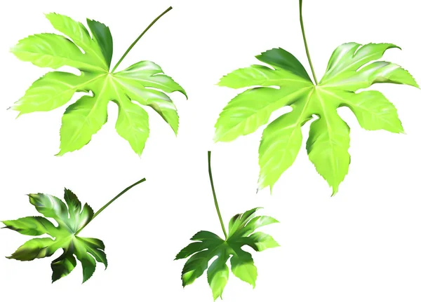 Beyaz Arkaplanda Izole Edilmiş Yeşil Yapraklı Çizimler — Stok Vektör