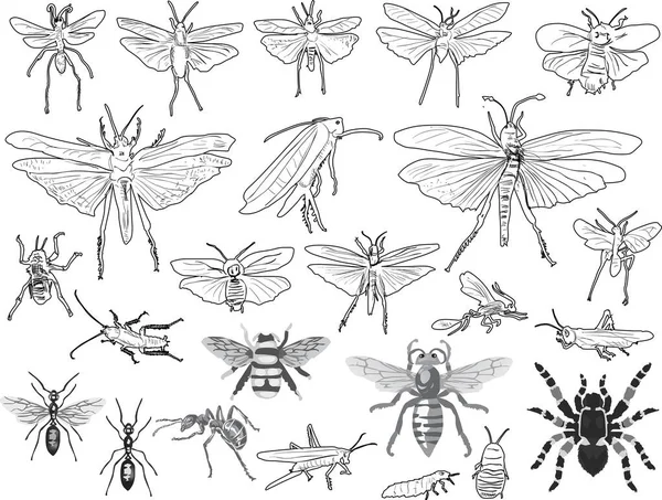 Illustration Avec Silhouettes Insectes Isolés Sur Fond Blanc — Image vectorielle