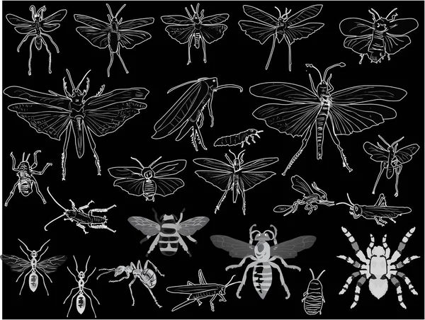 Illustration Insect Silhouettes Isolated Black Background — Stock Vector