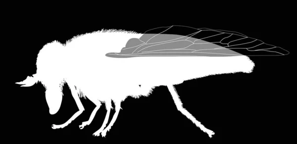 Ilustracja Blady Olbrzym Koński Mucha Sylwetka Odizolowany Czarny Tło — Wektor stockowy