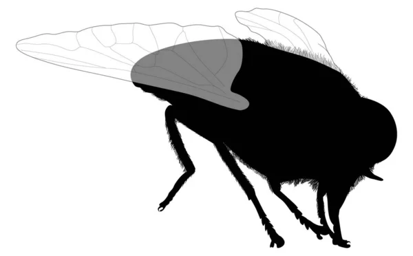 Illustration Avec Silhouette Mouche Cheval Géant Pâle Isolée Sur Fond — Image vectorielle