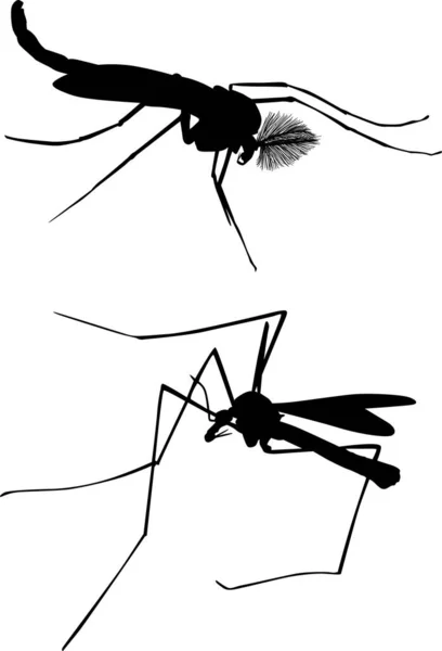 Ilustração Com Duas Silhuetas Mosquito Isoladas Fundo Branco —  Vetores de Stock