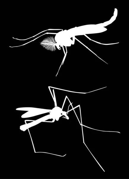 Απεικόνιση Δύο Σιλουέτες Κουνουπιών Απομονωμένες Μαύρο Φόντο — Διανυσματικό Αρχείο