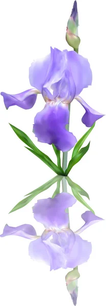 Illustration Mit Blauer Iris Auf Weißem Hintergrund — Stockvektor