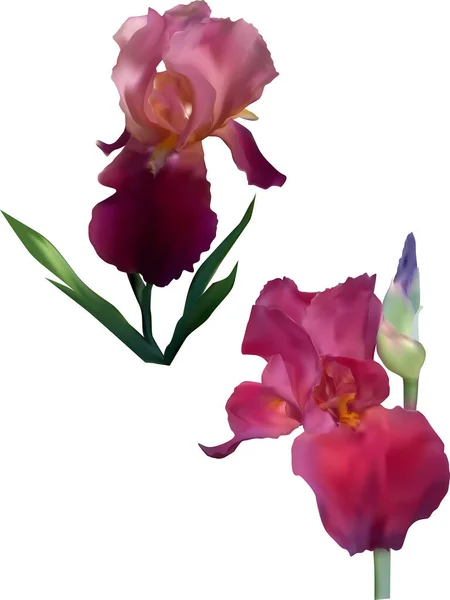 Illust Dwoma Purpurowymi Kwiatami Tęczówki Izolowane Białym Tle — Wektor stockowy