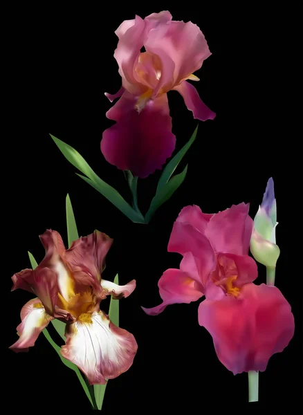 Illustrazione Con Tre Fiori Iris Viola Isolati Sfondo Nero — Vettoriale Stock