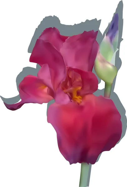 Ilustración Con Solo Iris Púrpura Aislado Sobre Fondo Blanco — Vector de stock