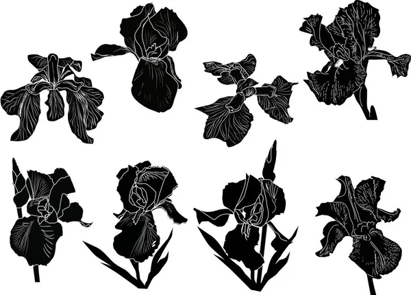 Illustration Mit Irissilhouetten Isoliert Auf Weißem Hintergrund — Stockvektor