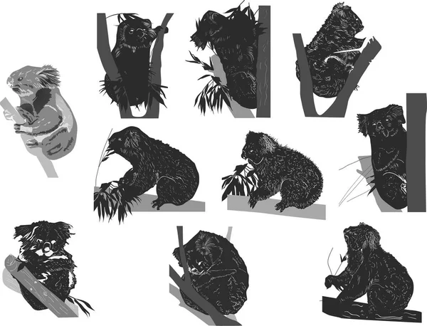 Illustration Black Sketches Koala White Background — Stock Vector