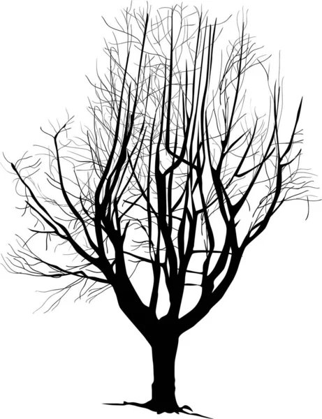Иллюстрация Голым Деревом Белом Фоне — стоковый вектор