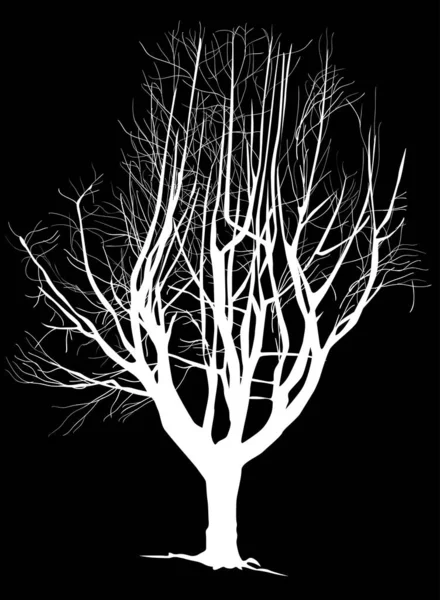 Ilustração Com Árvore Nua Isolada Fundo Preto — Vetor de Stock
