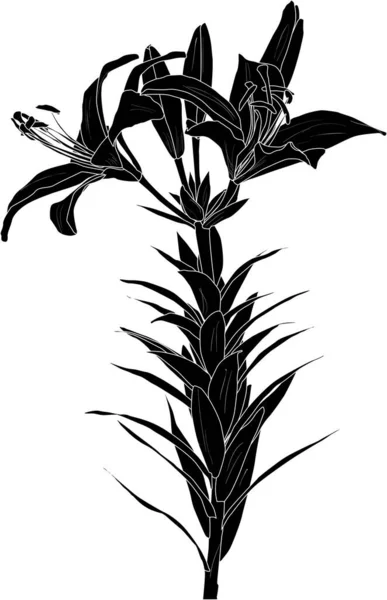 Illustration Mit Schwarzer Lilie Blume Silhouette Isoliert Auf Weißem Hintergrund — Stockvektor