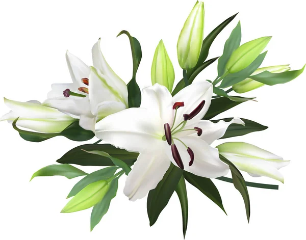 Illust Lekkimi Liliami Kwiaty Białym Tle — Wektor stockowy