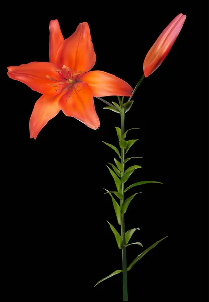 Illustration Avec Fleur Lys Isolée Sur Fond Noir — Image vectorielle