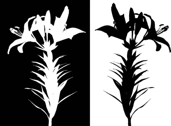 黑白相间的百合花剪影 — 图库矢量图片