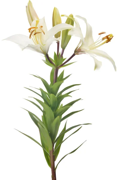图为白色背景的淡淡的百合花 — 图库矢量图片