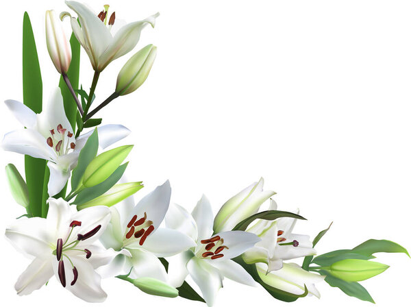 иллюстрация с легкими цветами лилии изолированы на белом фоне