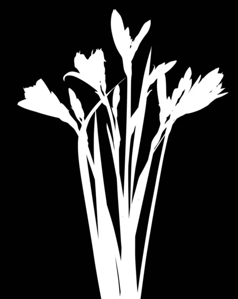 在黑色背景上孤立的百合花轮廓图 — 图库矢量图片