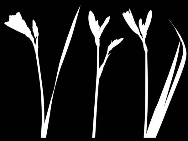 Illustration Avec Silhouettes Lys Isolées Sur Fond Noir — Image vectorielle