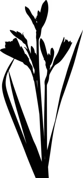 Illustration Mit Liliensilhouetten Isoliert Auf Weißem Hintergrund — Stockvektor