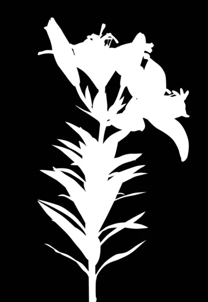 在黑色背景上孤立的百合花轮廓图 — 图库矢量图片