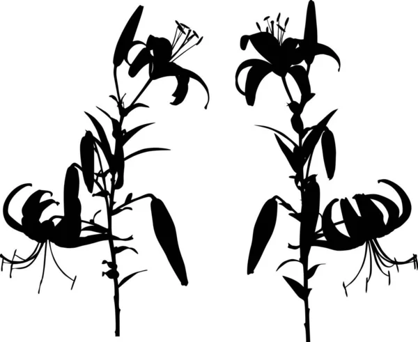 Ilustrace Liliovými Siluetami Izolované Bílém Pozadí — Stockový vektor