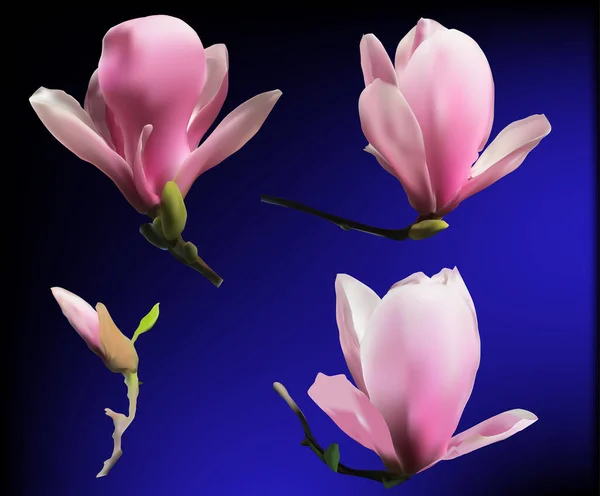 Illustratie Met Set Van Magnolia Bloemen Blauwe Achtergrond — Stockvector