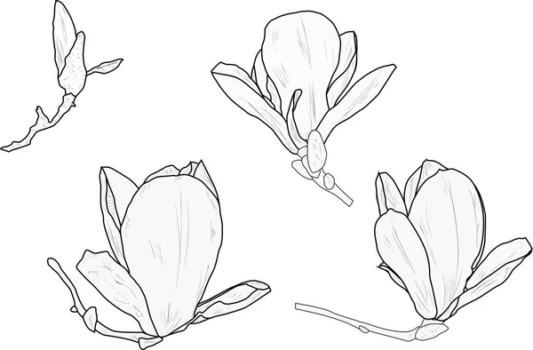 Illust Zestawem Magnolia Kwiaty Szkice Izolowane Białym Tle — Wektor stockowy