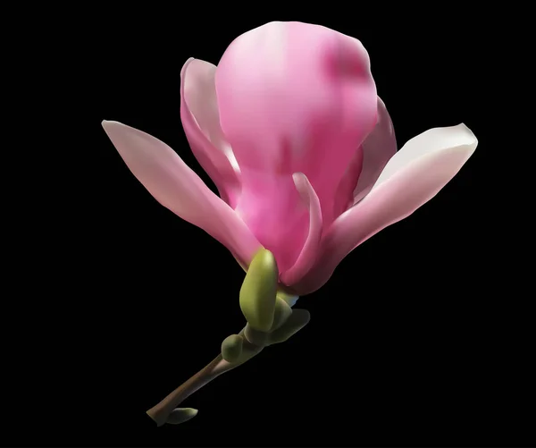 Illust Różowym Kwiatem Magnolii Izolowane Czarnym Tle — Wektor stockowy