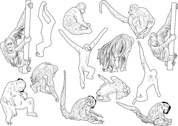 Illustration Mit Einer Reihe Von Affen Auf Weißem Hintergrund — Stockvektor