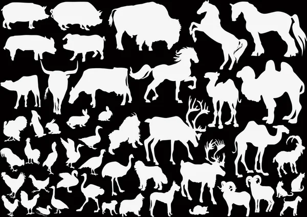 Siyah Arka Planda Izole Edilmiş Çiftlik Hayvanları Koleksiyonu — Stok Vektör