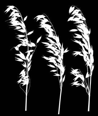 Siyah arkaplanda yulaf siluetleri izole edilmiş resimler
