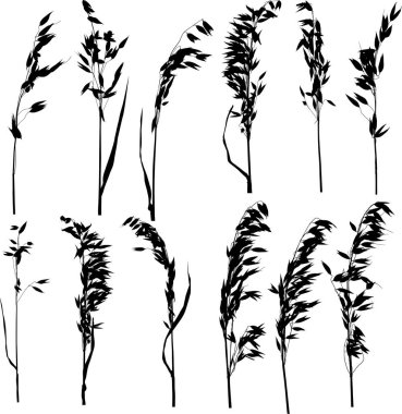 Beyaz arkaplanda yulaf siluetleri izole edilmiş resimler