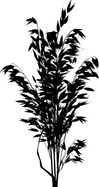 Beyaz arkaplanda yulaf silueti ile görüntüleme