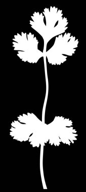 Siyah arkaplanda izole edilmiş kişniş ile illüstrasyon