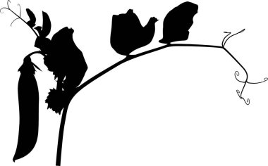 Beyaz arkaplanda izole edilmiş bezelye kökü silueti ile illüstrasyon