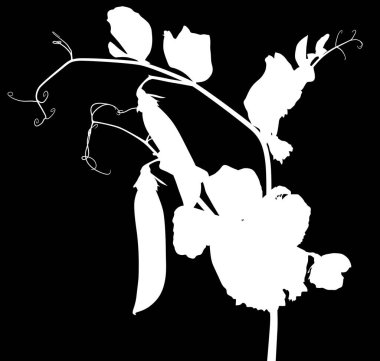 Siyah arkaplanda izole edilmiş bezelye sapı silueti ile illüstrasyon