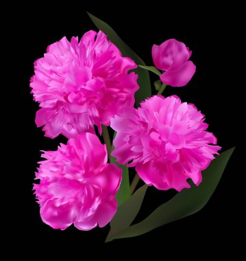 Siyah arkaplanda izole edilmiş morumsu şakayık çiçekleri grubuyla illüstrasyon