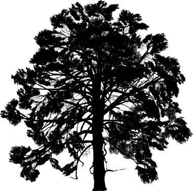 Beyaz arka planda izole edilmiş tek bir siyah çam silueti ile illüstrasyon