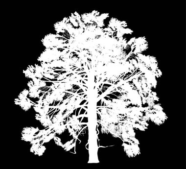 Siyah arka planda izole edilmiş tek bir beyaz çam silueti ile illüstrasyon